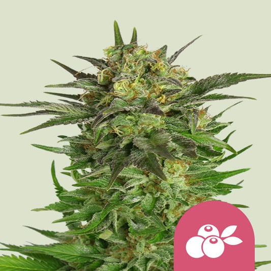 ROYAL QUEEN SEEDS Haze Berry Feminizada