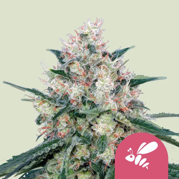 ROYAL QUEEN SEEDS Honey Cream Fast Version Feminizada