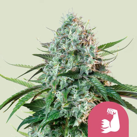 ROYAL QUEEN SEEDS HulkBerry Feminizada