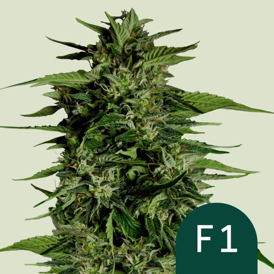 ROYAL QUEEN SEEDS Hyperion F1 Auto