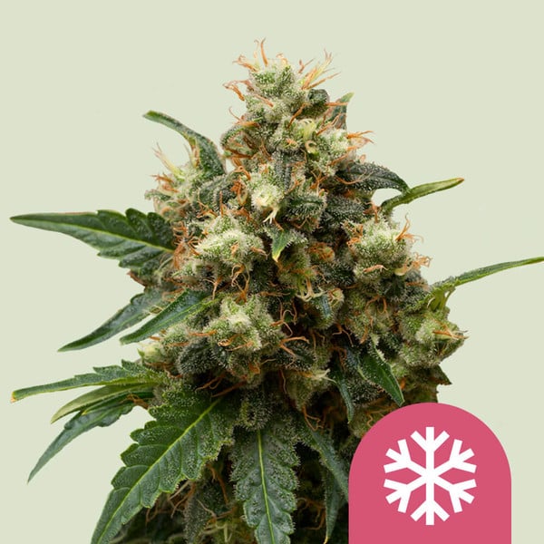 ROYAL QUEEN SEEDS Ice Feminizada