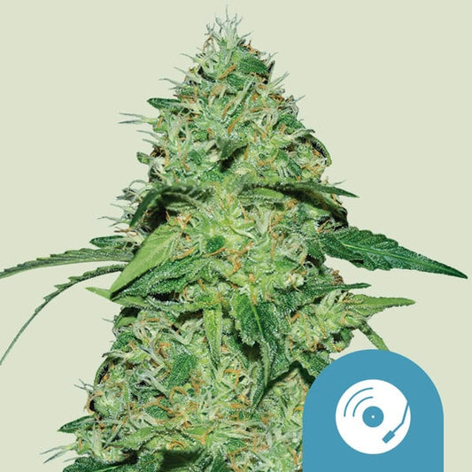 ROYAL QUEEN SEEDS Joanne's CBD