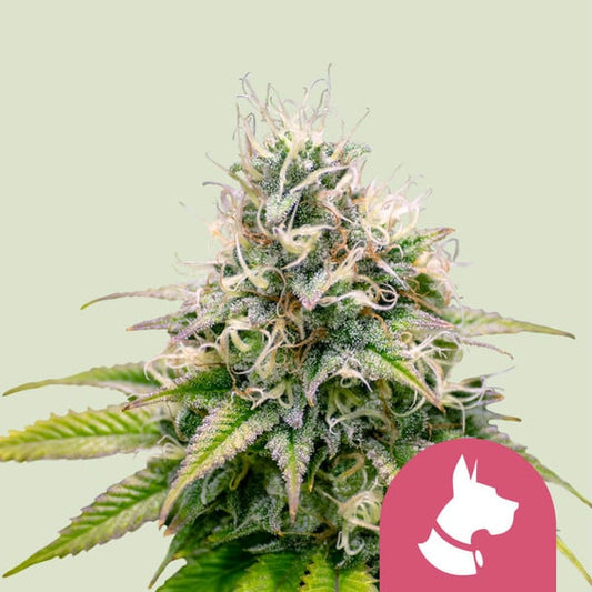 ROYAL QUEEN SEEDS Kali Dog Feminizada