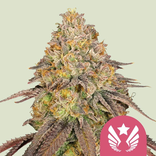 ROYAL QUEEN SEEDS Legendary OG Punch Feminizada