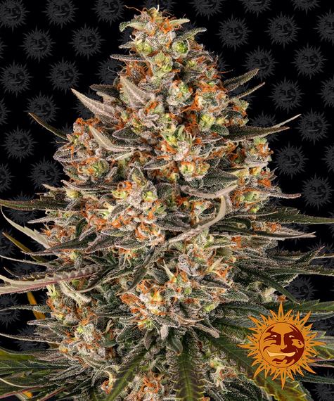 BARNEY'S FARM Lemon Drizzle Feminizada