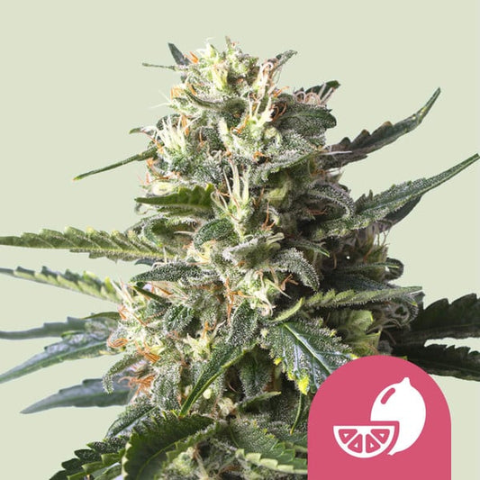 ROYAL QUEEN SEEDS Lemon Shining Silver Haze Feminizada