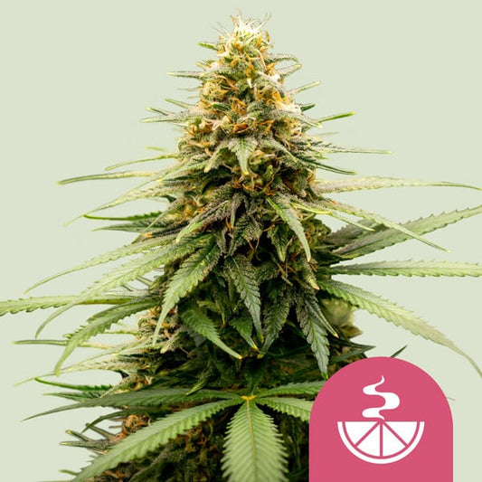 ROYAL QUEEN SEEDS Lemon Skunk Feminizada