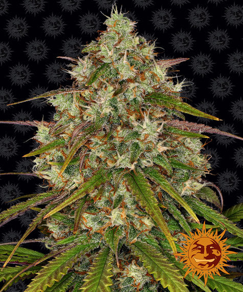 BARNEY'S FARM Liberty Haze Feminizada