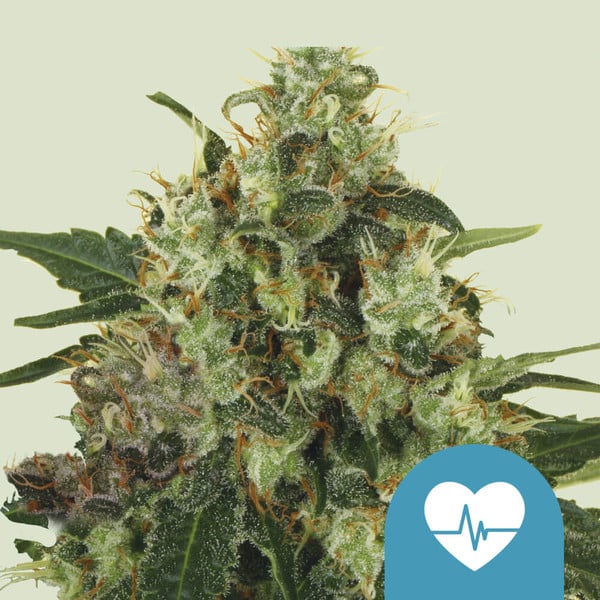 ROYAL QUEEN SEEDS Medical Mass CBD