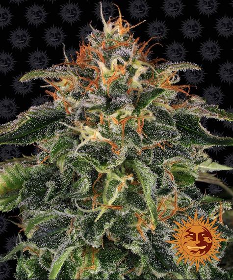 BARNEY'S FARM Moby Dick Feminizada