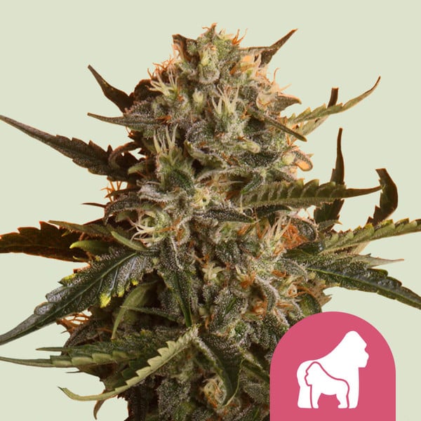 ROYAL QUEEN SEEDS Mother Gorilla Feminizada