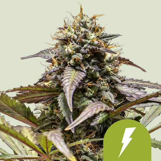 ROYAL QUEEN SEEDS North Thunderfuck Auto