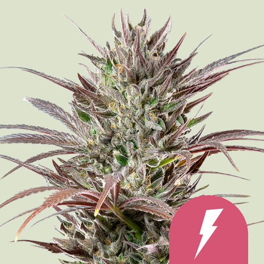 ROYAL QUEEN SEEDS North Thunderfuck Feminizada