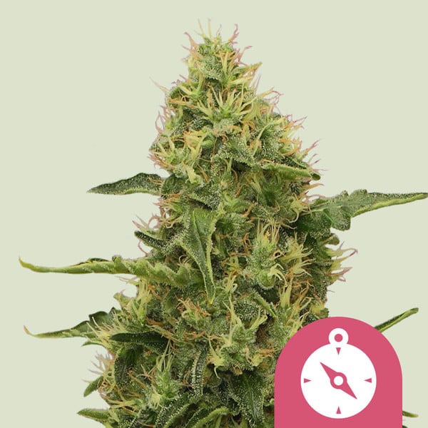 ROYAL QUEEN SEEDS Northern Light Feminizada