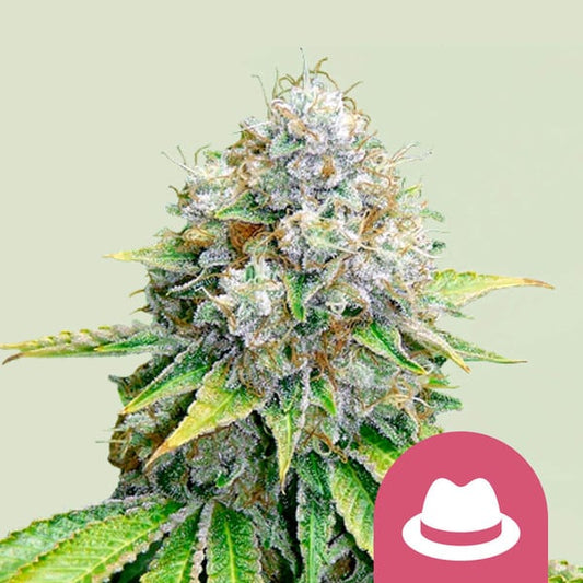 ROYAL QUEEN SEEDS O.G. Kush Feminizada