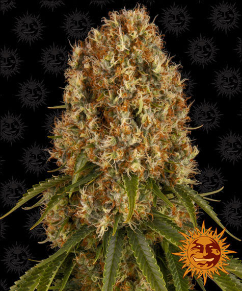 BARNEY'S FARM Orange Sherbert Feminizada