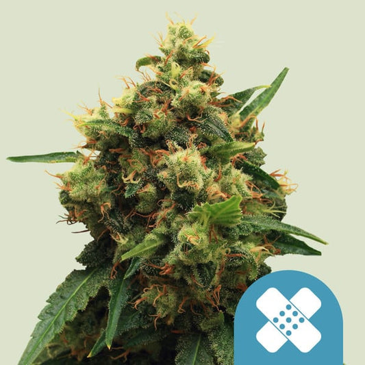 ROYAL QUEEN SEEDS Painkiller XL CBD