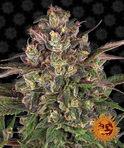 BARNEY'S FARM Peyote Critical Feminizada