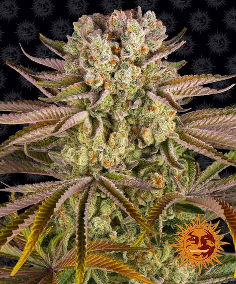 BARNEY'S FARM Pineapple Express Feminizada