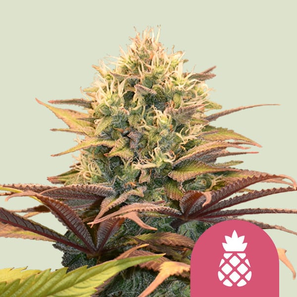 ROYAL QUEEN SEEDS Pineapple Kush Feminizada