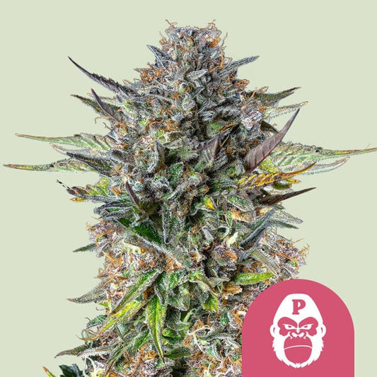 ROYAL QUEEN SEEDS Pink Gorilla Feminizada