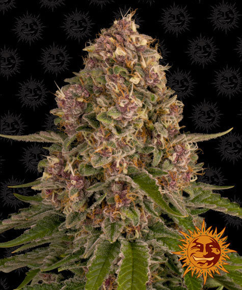 BARNEY'S FARM Pink Kush Feminizada