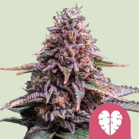 ROYAL QUEEN SEEDS Pink Mist Feminizada