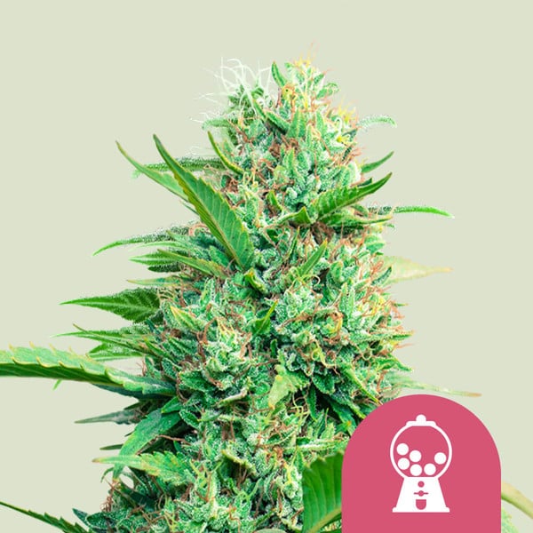 ROYAL QUEEN SEEDS Pink Runtz Feminizada