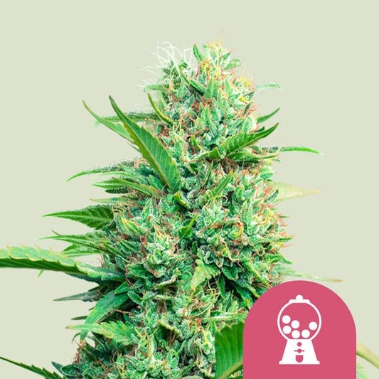 ROYAL QUEEN SEEDS Pink Runtz Feminizada