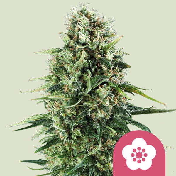 ROYAL QUEEN SEEDS Power Flower Feminizada