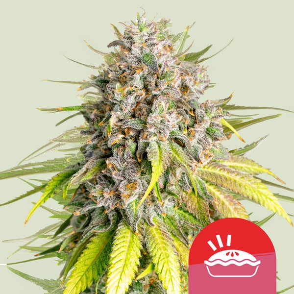 ROYAL QUEEN SEEDS Punch Pie Feminizada