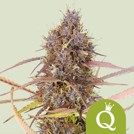 ROYAL QUEEN SEEDS Purple Queen Auto