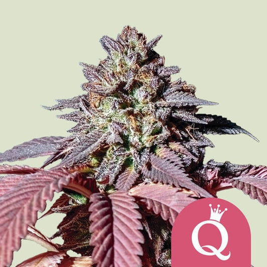 ROYAL QUEEN SEEDS Purple Queen Feminizada