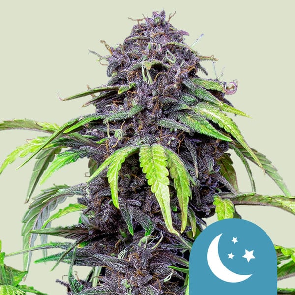 ROYAL QUEEN SEEDS Purplematic CBD