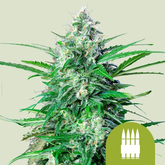 ROYAL QUEEN SEEDS Royal AK Auto