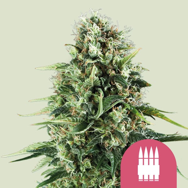 ROYAL QUEEN SEEDS Royal AK Feminizada