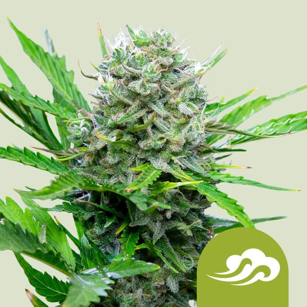 ROYAL QUEEN SEEDS Royal Bluematic Auto