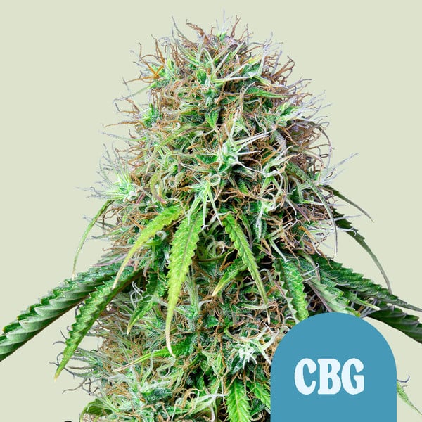 ROYAL QUEEN SEEDS Royal CBG Auto