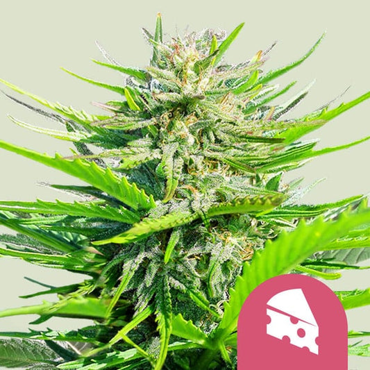 ROYAL QUEEN SEEDS Royal Cheese Fast Version Feminizada