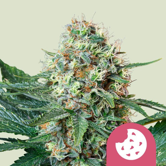 ROYAL QUEEN SEEDS Royal Cookies Feminizada