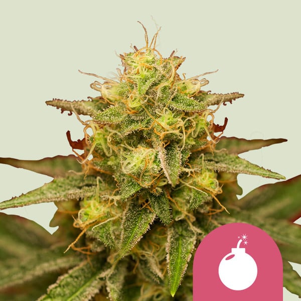 ROYAL QUEEN SEEDS Royal Domina Feminizada