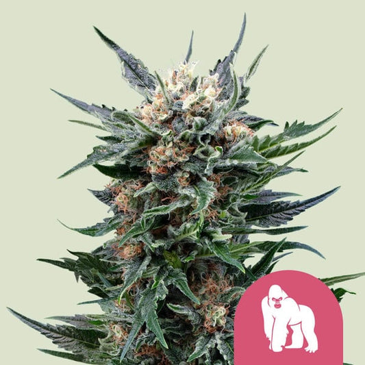 ROYAL QUEEN SEEDS Royal Gorilla Feminizada