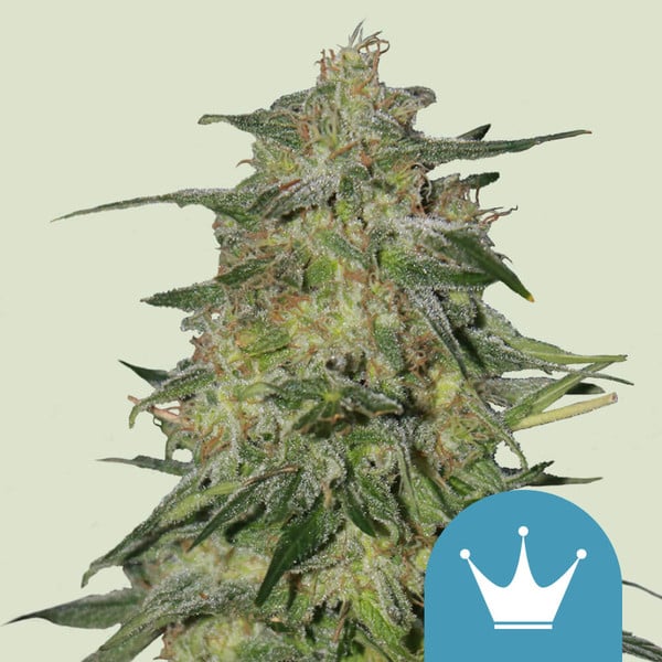 ROYAL QUEEN SEEDS Royal Highness CBD