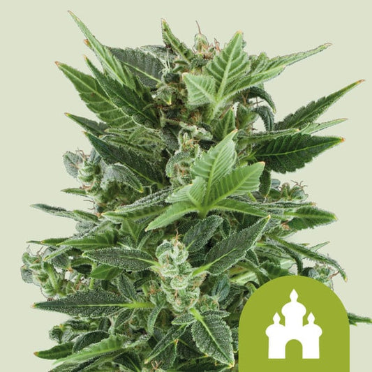 ROYAL QUEEN SEEDS Royal Kush Auto