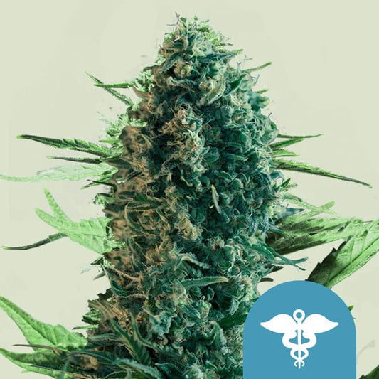 ROYAL QUEEN SEEDS Royal Medic CBD