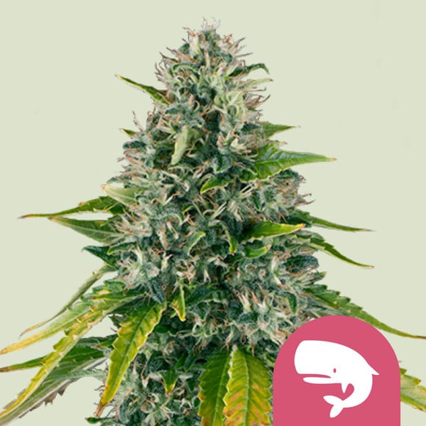 ROYAL QUEEN SEEDS Royal Moby Feminizada