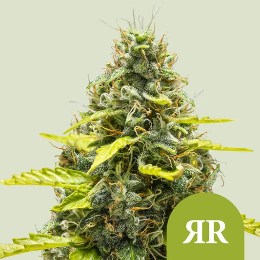 ROYAL QUEEN SEEDS Royal Runtz Auto