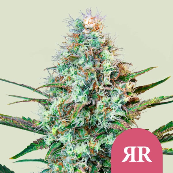 ROYAL QUEEN SEEDS Royal Runtz Feminizada