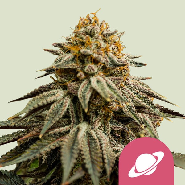 ROYAL QUEEN SEEDS Royal Skywalker Feminizada