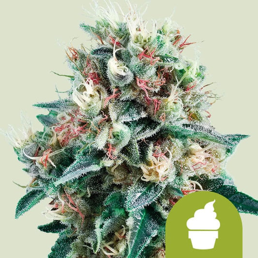 ROYAL QUEEN SEEDS Royal Creamatic Auto